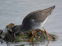 Chevalier gambette Tringa totanus