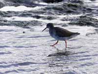 Chevalier gambette Tringa totanus