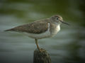 Chevalier guignette Actitis hypoleucos