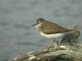 Chevalier guignette Actitis hypoleucos