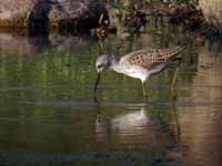 Chevalier stagnatile Tringa stagnatilis