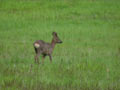 Chevreuil d'Europe Capreolus capreolus