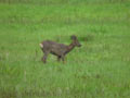 Chevreuil d'Europe Capreolus capreolus