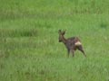 Chevreuil d'Europe Capreolus capreolus