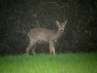 Chevreuil d'Europe Capreolus capreolus