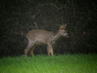 Chevreuil d'Europe Capreolus capreolus