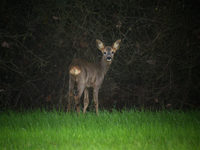 Chevreuil d'Europe Capreolus capreolus