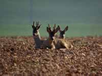 Chevreuil d'Europe Capreolus capreolus