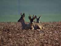 Chevreuil d'Europe Capreolus capreolus