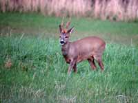 Chevreuil d'Europe Capreolus capreolus