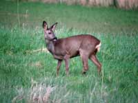 Chevreuil d'Europe Capreolus capreolus