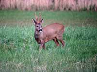 Chevreuil d'Europe Capreolus capreolus