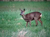 Chevreuil d'Europe Capreolus capreolus