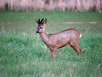 Chevreuil d'Europe Capreolus capreolus