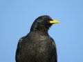 Chocard &agrave; bec jaune Pyrrhocorax graculus