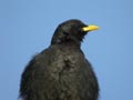 Chocard &agrave; bec jaune Pyrrhocorax graculus