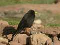 Chocard &agrave; bec jaune Pyrrhocorax graculus