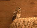 Chouette hulotte Strix aluco