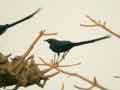 Choucador à longue queue Lamprotornis caudatus