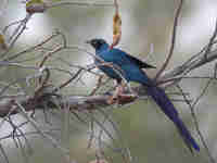 Choucador à longue queue Lamprotornis caudatus