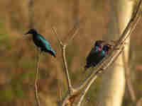 Choucador pourpré Lamprotornis purpureus