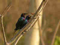 Choucador pourpré Lamprotornis purpureus