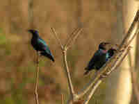 Choucador pourpré Lamprotornis purpureus