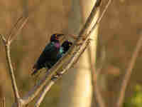 Choucador pourpré Lamprotornis purpureus