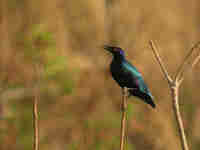 Choucador pourpré Lamprotornis purpureus