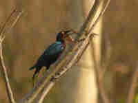 Choucador pourpré Lamprotornis purpureus