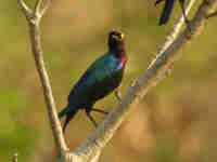 Choucador pourpré Lamprotornis purpureus