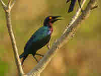 Choucador pourpré Lamprotornis purpureus