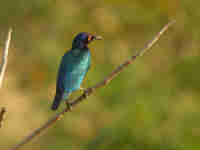 Choucador pourpré Lamprotornis purpureus