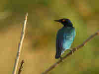 Choucador pourpré Lamprotornis purpureus