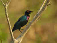 Choucador pourpré Lamprotornis purpureus