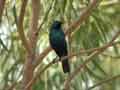 Choucador de Swainson Lamprotornis chloropterus