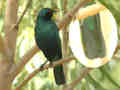 Choucador de Swainson Lamprotornis chloropterus