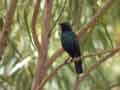 Choucador à oreillons bleus Lamprotornis chloropterus