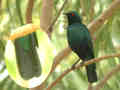 Choucador à oreillons bleus Lamprotornis chloropterus