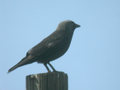 Choucas des tours Corvus monedula