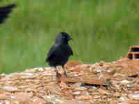 Choucas des tours Corvus monedula