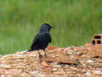 Choucas des tours Corvus monedula