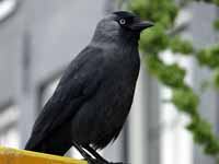 Choucas des tours Corvus monedula