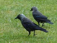 Choucas des tours Corvus monedula monedula