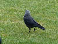 Choucas des tours Corvus monedula monedula