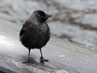 Choucas des tours Corvus monedula monedula