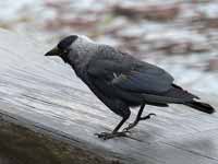 Choucas des tours Corvus monedula monedula