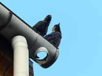 Choucas des tours Corvus monedula monedula