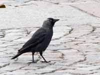 Choucas des tours Corvus monedula monedula