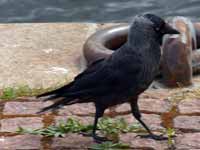 Choucas des tours Corvus monedula monedula